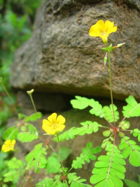 Mukkutti -Biophytum  sensitivum